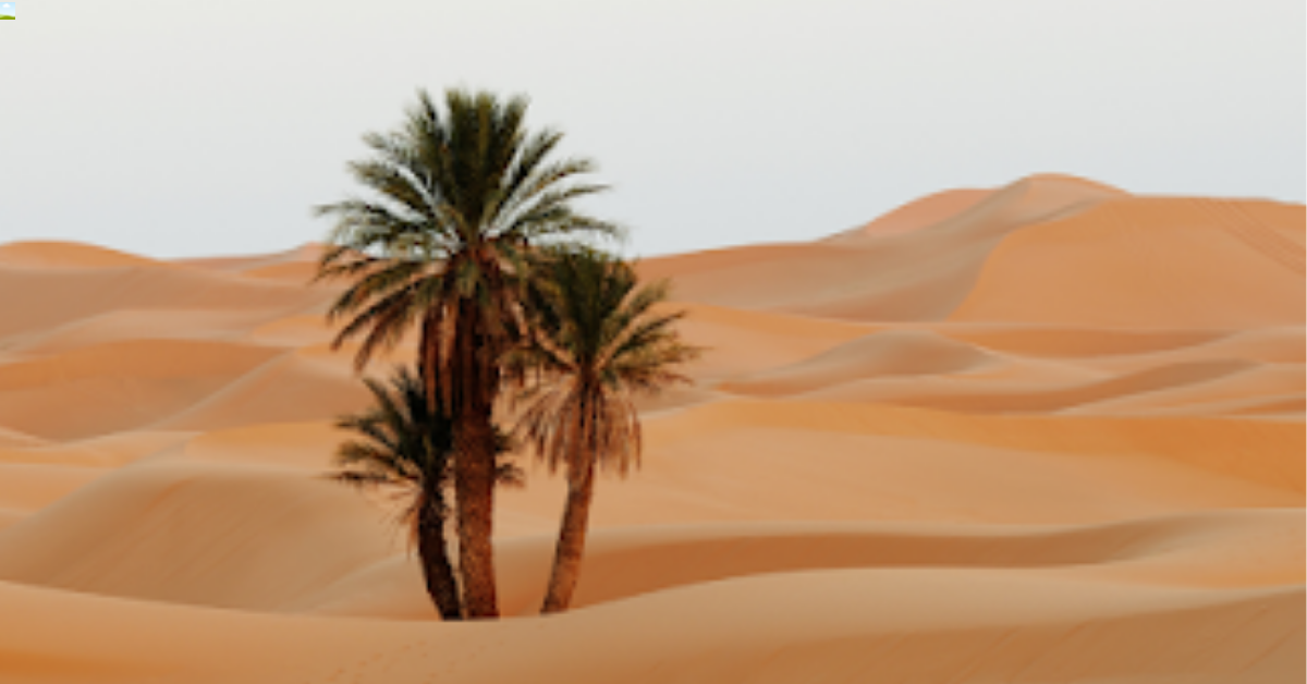 نصف أراضيها صحراء وكثبان رملية.. فلماذا تشتري السعودية الرمل